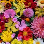 mooie-achtergrond-van-gecultiveerde-bloemen-hoogste-mening-groet-c-98749262